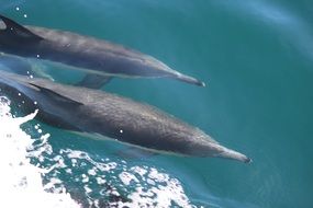 Dolphins in Ocean underwater swimming