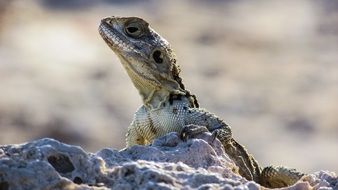 lizard in wildlife in cyprus