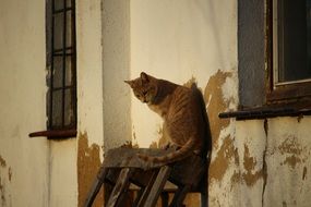 Orange breed cat