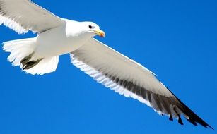 Gull Flight in the bright blue sky