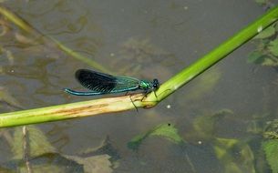 blue dragonfly on a green blade of grass above the water