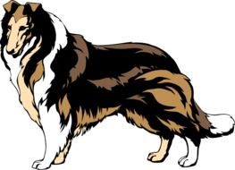 dog breed collie drawing