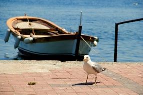 seagull on the pier near the boat