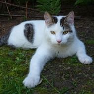 Domestic Cute kitty