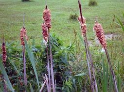 reeds in wetlands