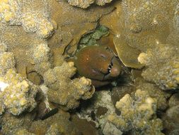 muraena helena in the Mediterranean sea