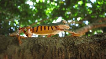 wild frog on the tree