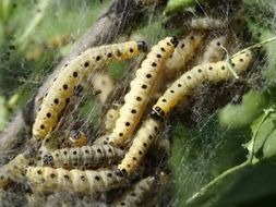 larvae of butterflies in a web