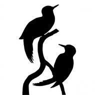 Birds Woodpecker drawing