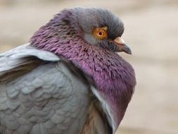 dove with a purple neck close-up