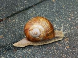 slowly snail on asphalt