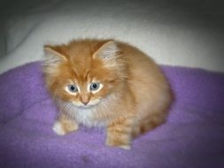 ginger kitten on a purple mat