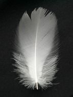 white feather on a black background