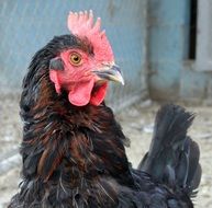 black chicken close up