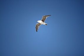 Seagull Bird Flight high