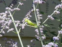 Green Grasshopper on a purple flower