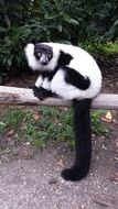 Monkey Lemur