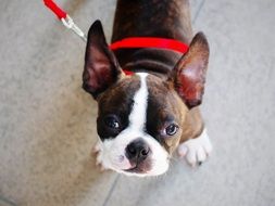 cute puppy boston terrier on a leash