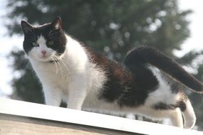 portrait of black and white cat on the roof