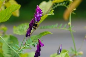 purple flower on a green plant in the forest