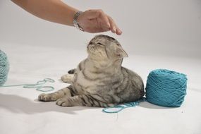 gray cat next to a skein of blue thread