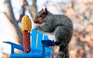 srya squirrel gnaws corn in the park