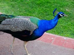 photo of the walking peacock