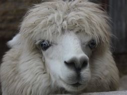 White Alpaca