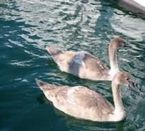 picture of two young swans on the pond