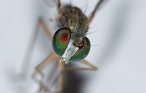 insect with large colored eyes