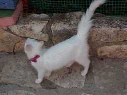 furry White Cat