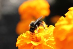 Bee is on the yellow flower