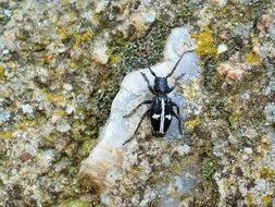 Cross Spider on the stone close-up