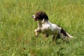 black-white spaniel in tall grass