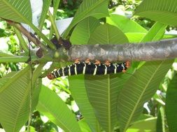 striped caterpillar on a branch