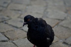 black pigeon on the pavement on the square