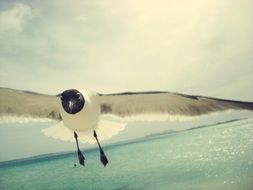sea flying above blue sea
