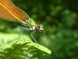 dragonfly eyes close up