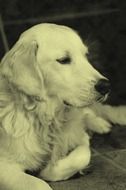 Black and white portrait of the Golden Retriever