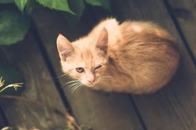 red cat with one eye sits on the boards