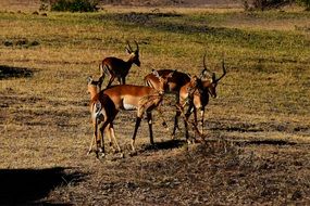 Wildlife in a Africa