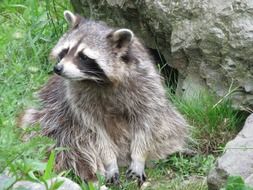 beautiful and cute Raccoon in wild