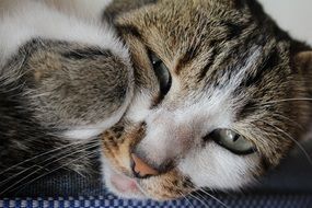 portrait of sleeping fluffy cat at home