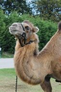 African camel on a leash