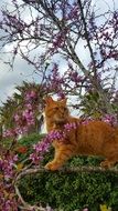 bright red cat on a tree of love