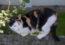 spotted cat on the parapet in the garden