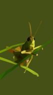 green grasshopper on a stalk of grass