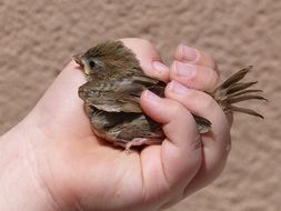 sparrow in child's hand