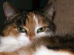 graceful domestic cat