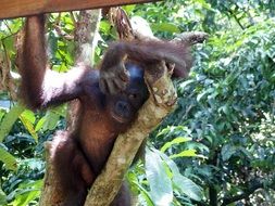 orangutan on trees among the jungle